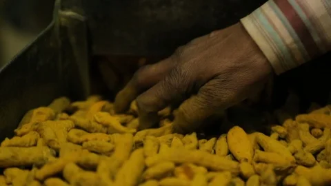 Machine Crush Turmeric Root To Powder For Curry In A Spices Factory. Stock Footage 122798607