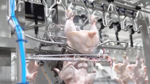 Machine cut a half chicken whole Stock Footage 202112994