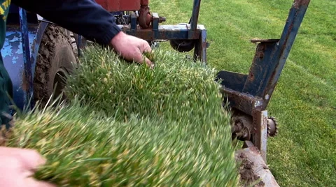 Machine cutting grass turf. Stock Footage 60977659