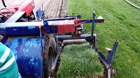Machine cutting grass turf. Stock Footage 60978155
