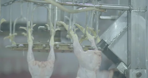 Machine for cutting slaughtered chicken feet inside a chicken slaughterhouse Video stock 120166089
