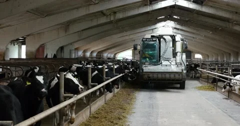 The machine distributes feed to cows. Dairy farm cows. Vídeo Stock 64382550