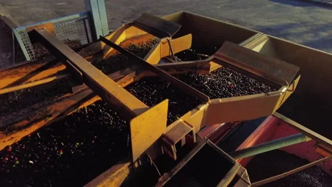 Machine does the Washing and sorting of freshly harvested coffee beans Stock Footage 310931625