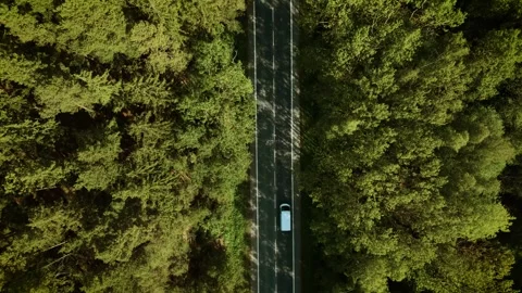 Machine driving along forest road. White sedan moving under sunny weather top Stock Footage 314104640