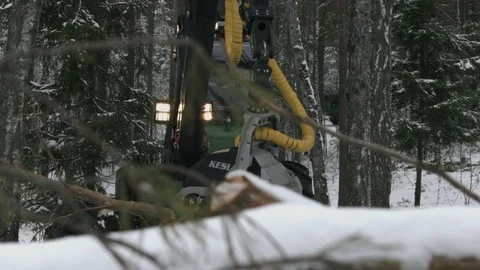 The machine in a forest cutting tree Stock Footage 69966388