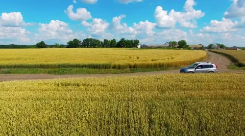 The machine goes through a field of wheat Stock Footage 66250210