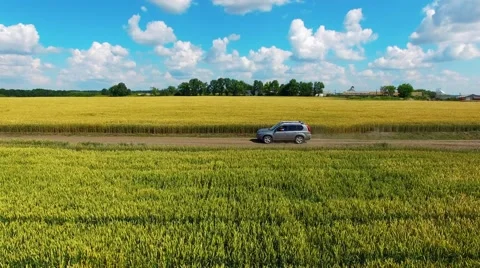 The machine goes through a field of wheat Stock Footage 66250256