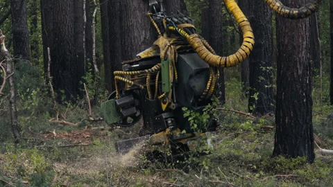 Machine Grabs Tree With Wood Cutting Equipment To Produce Timber Material Stock Footage 277710577
