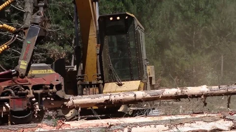 Machine handling forest wood Stock Footage 77045105