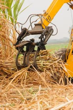 Machine harvest sugarcane. Stock Photos