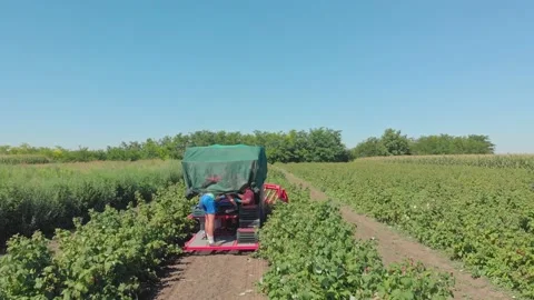 Machine harvesting raspberries Stock Footage 171565059