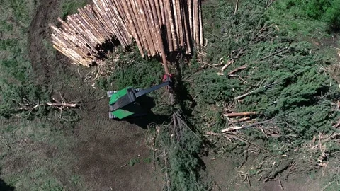 Machine harvesting trees Video stock 194164833