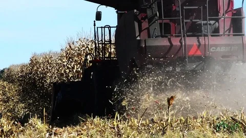 Machine harvests corn in field Stock-Footage 73777134