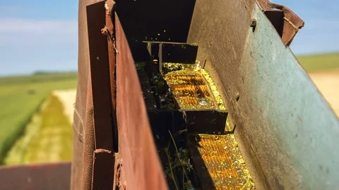 The machine loads the collected chamomile with a conveyor Stockbeeldmateriaal 92031005