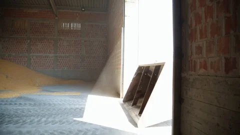 The Machine Loads The Corn Into The Warehouse 動画素材 127040553