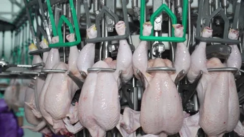 Machine lock chicken whole cut offal Stock Footage 202295119