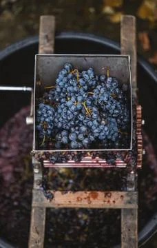 Machine for making red vine from purple grapes Stock Photos