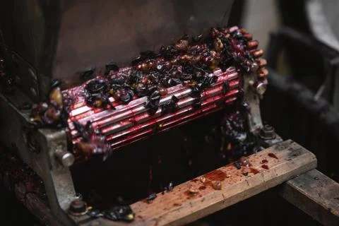 Machine for making red vine from purple grapes Stock Photos