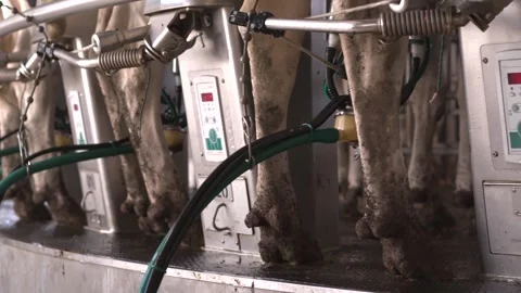 Machine milking of cows. Dairy farm. Progressive dairy farm. close-up Stock Footage 249903553