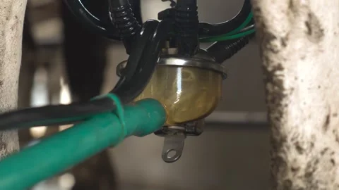 Machine milking of cows. Dairy farm. Progressive dairy farm. close-up. Stock Footage 250092974