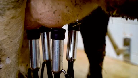 Machine Milking Cows on a Farm. Automated Milking Machine Controlled by a Stock Footage 185642492