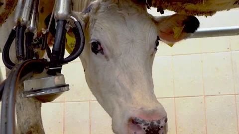 Machine Milking Cows on a Farm. Automated Milking Machine Controlled by a Stock Footage 185664187