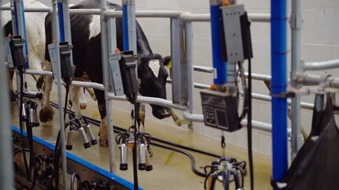 Machine Milking Cows on a Farm. Automated Milking Machine Controlled by a Stock Footage 185669353