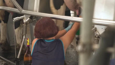Machine milking of cows. The farmer connects the machine. Dairy farm. Stock Footage 249903475