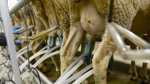 Machine Milking Sheep on a Farm. Industrial Milk Production Stock Footage 87659727