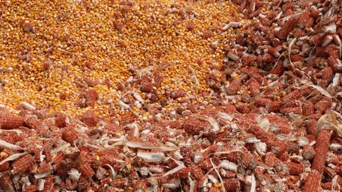 Machine-milled corn kernels and husks after shelling. 스톡 동영상 272904471