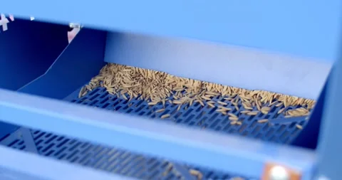 The machine milled rice is working.  Stock Footage 278677292