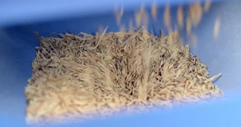 The machine milled rice is working. Stock Footage 278677617