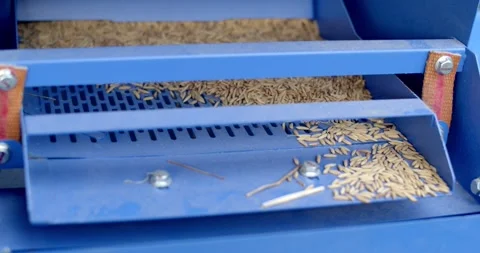 The machine milled rice is working. Paddy rice is entering the rice milling. Stock Footage 283484559
