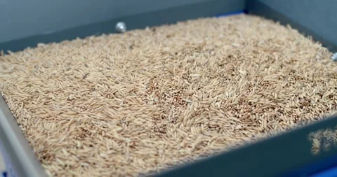The machine milled rice is working. Paddy rice is entering the rice milling. Stock Footage 283484578