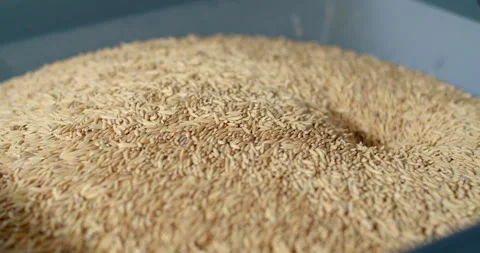 The machine milled rice is working.Paddy rice is entering the rice milling. Stock Footage 310330507