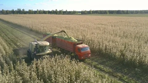 Machine mows, chops and unloads corn plants into transport Vidéo 101573728