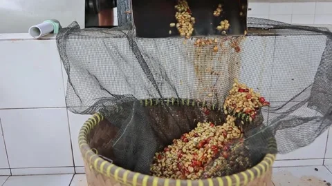 The machine opens the skin of the coffee fruit Stock Footage 293167717