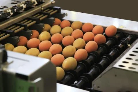 Machine for packing eggs Stock Photos