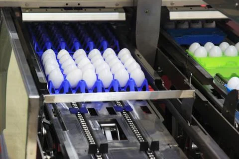 Machine for packing eggs Stock Photos