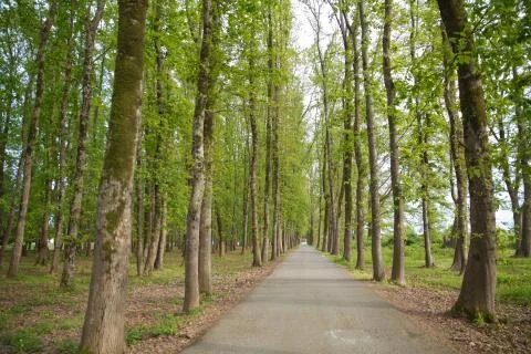 The machine path in the forest . country side space empty car road path way . Stock Photos