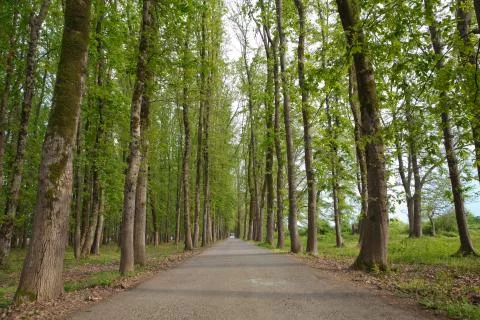 The machine path in the forest . country side space empty car road path way . Stock Photos