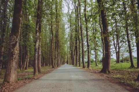 The machine path in the forest . country side space empty car road path way . Stock Photos