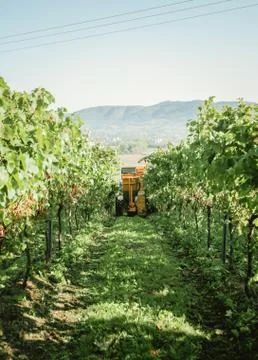 A machine picking grapes in the field for the grape harvest at sunset Fotos de archivo