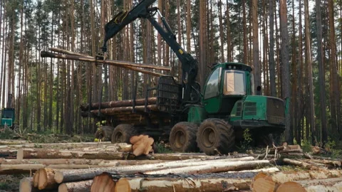 Machine Picks Up Heavy Processed Wooden Logs By Using Industrial Crane Equipment Stock Footage 251148554