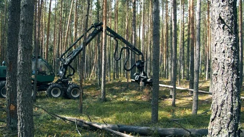 Machine is processing and chopping pine trunks Stock Footage 116962293