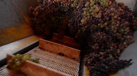 Machine processing of grapes Stock Footage 39803634