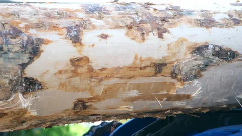 Machine processing of removed from bark log tree trunk at sawmill plant. Stock Footage 312328332