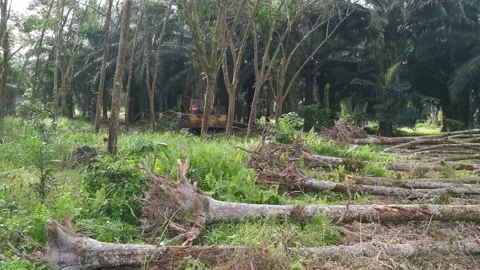 Machine removing or push down para rubber trees Stock-Footage 170035226