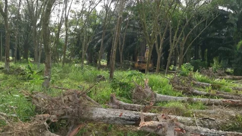 Machine removing or push down para rubber trees Stock-Footage 170035227