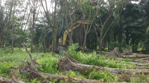 Machine removing or push down para rubber trees Stock-Footage 170035297
